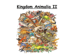 Kingdom Animalia II