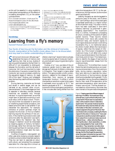 Learning from a fly`s memory