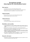 Toxoplasma gondii (description for intermediate hosts) - GV