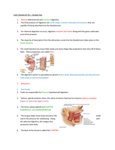 Digestion Review 1 key