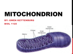 Mitochondrion 2