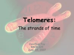 Telomeres - OpenWetWare
