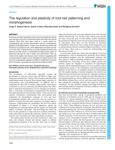 The regulation and plasticity of root hair patterning