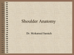 Shoulder Anatomy - O6U E