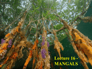 16-Mangrove