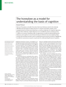 The honeybee as a model for understanding the basis of cognition