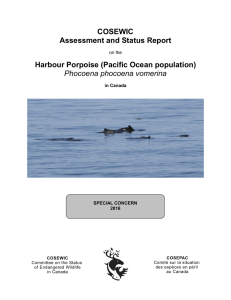 Harbour Porpoise Pacific Ocean population Phocoena phocoena