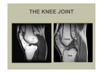 the knee joint - Fisiokinesiterapia