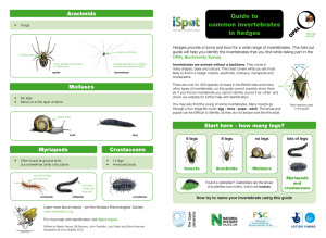 Guide to common invertebrates in hedges