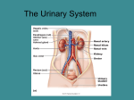 Organs of the Urinary system