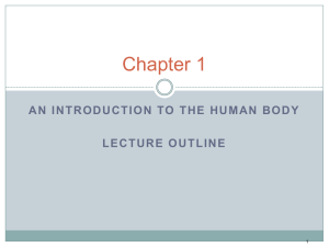 Ch 1 Intro Anatomy Physiology