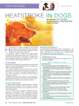 HeaTSTROKe IN DOGS - Today`s Veterinary Practice