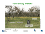 Plains Grassy Wetland