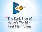 Dark Side of Nemo`s World