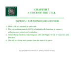 Cell Surfaces and Junctions