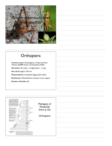 Lecture 12 (Orthoptera)