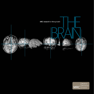the brain - Medical Research Council