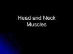 Head and Neck Muscles