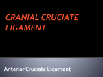 CRANIAL CRUCIATE LIGAMENT Anterior Cruciate Ligament