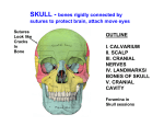 SKULL - bones rigidly connected by sutures to protect brain, attach