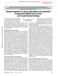 Telomere dynamics in cancer progression and prevention