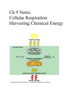 Ch 9 Notes Cellular Respiration: Harvesting Chemical Energy
