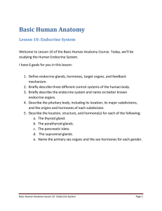 Basic Human Anatomy Lesson 10: Endocrine System