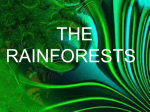The Rainforest - Ms Sheehan`s Website