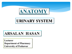 Urinay system - Pharmacy Fun