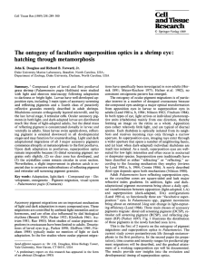 The ontogeny of facultative superposition optics in a shrimp eye