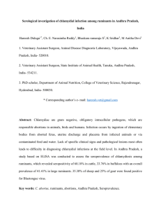 Serological investigation of chlamydial infection among ruminants in