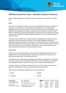 Whittlesea weed fact sheet * Blackberry