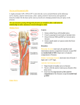 Nerves of Forearm LO6