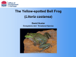 The Yellow-spotted Bell Frog (Litoria castanea)