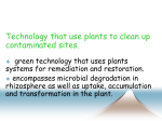 What is Phytoremediation?
