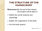 the structure of the human body