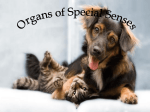 Organs of the Special Senses