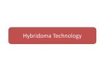 Hybridoma Technology