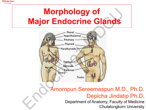 Morphology of Major Endocrine Glands