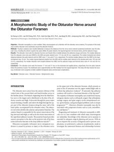 A Morphometric Study of the Obturator Nerve around the Obturator