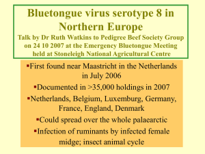 Bluetongue virus serotype 8 in Northern Europe