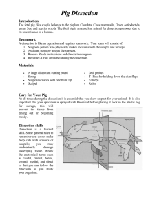 Shark Dissection