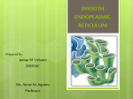 SMOOTH ENDOPLASMIC RETICULUM