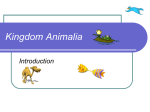 Kingdom Animalia