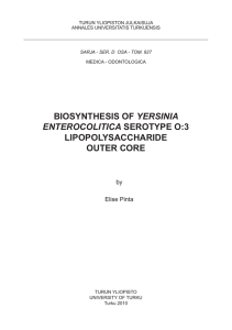 biosynthesis of yersinia enterocolitica serotype o:3