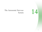 Chapter 14: Autonomic Nervous System