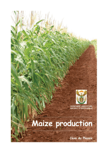 Maize production