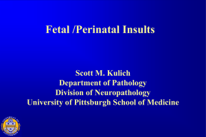 Hypoxia/Ischemia Adult and Pediatric - Neuropathology