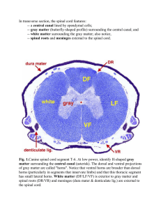 In transverse section, the spinal cord features: -