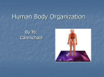 Human Body Organization